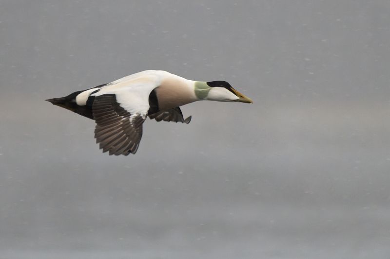 Сквозь снег в тумане.photo preview