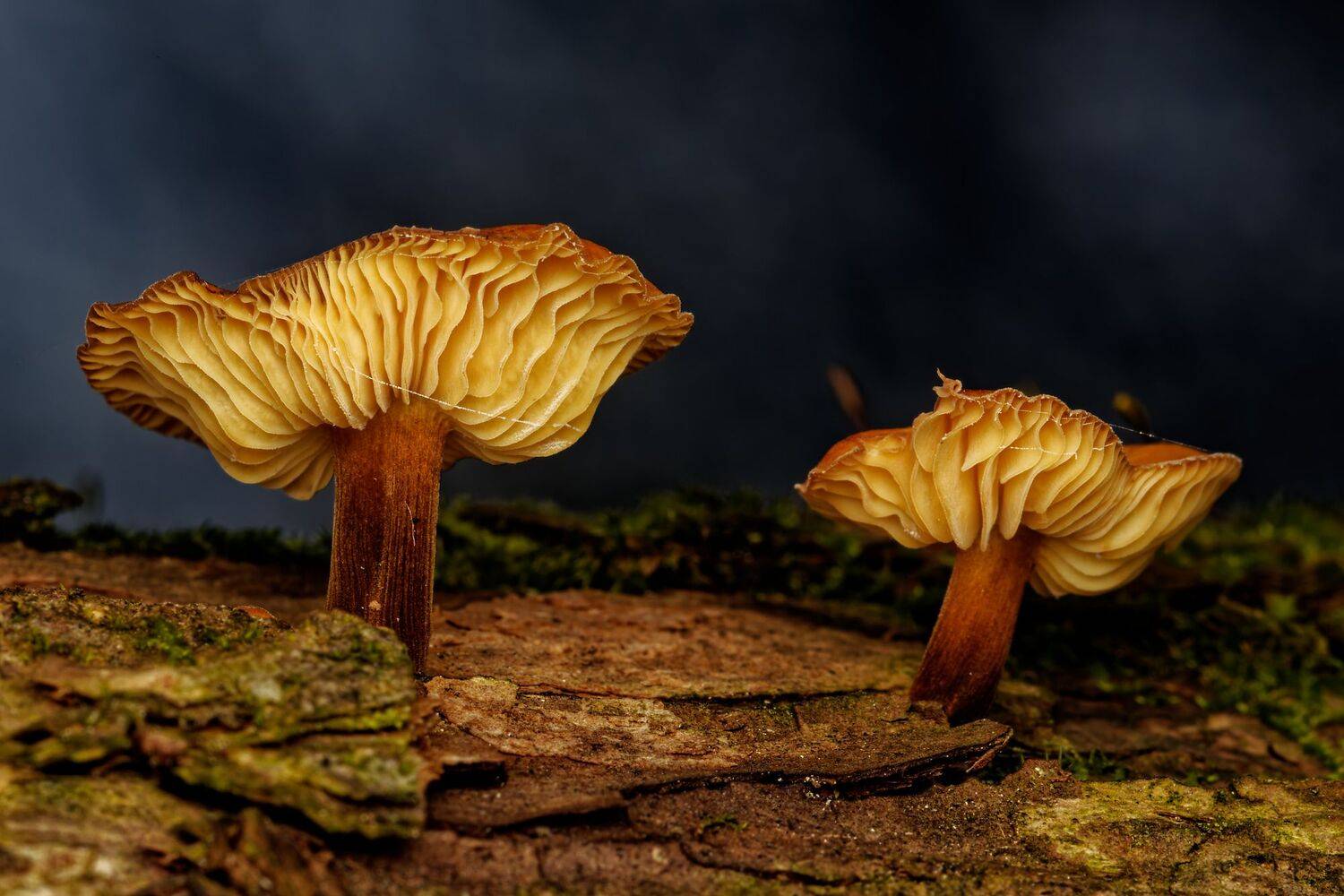 Автор: Jozef Mihalčin , Jozef Mihalčin