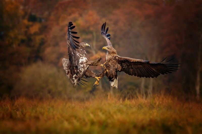 Battle..photo preview