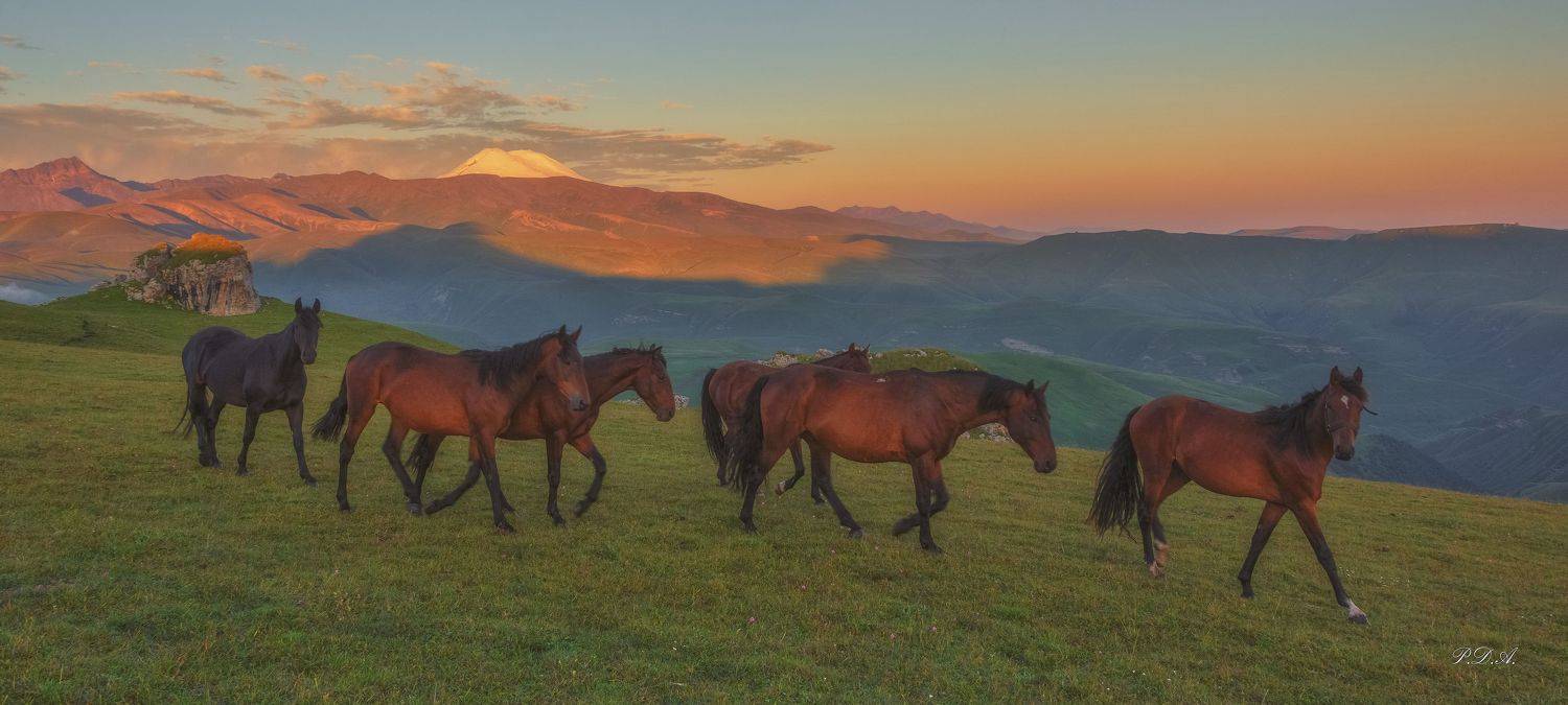 Мужик, ты нас не видел!. Автор: ПУЗЕНКО ДМИТРИЙ , ПУЗЕНКО ДМИТРИЙ