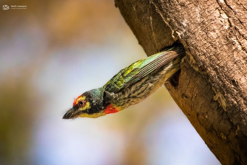 coppersmith barbet, psilopogon haemacephalus, grk, greater rann of kutch, nature, 35awards, 35photo, wildlife, birds, birds of india, parth kansara, parth kansara wildlife, indian wildlife, photo, photography, kutch, birds of kutch, nakhatrana, kutch wild Coppersmith Barbet (Psilopogon haemacephalus)photo preview