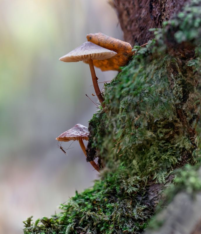 комар, грибы, поганки, осень, лес, макро, macro Любитель грибовphoto preview