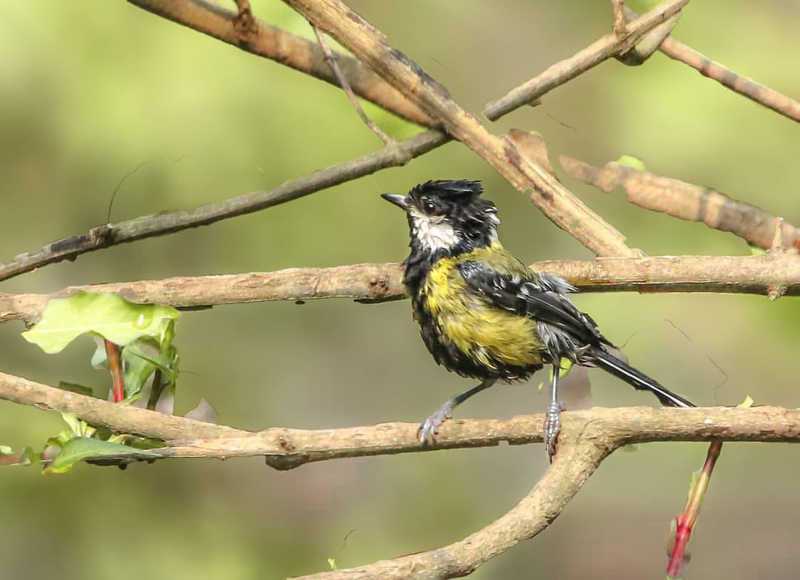 Green Backed Titphoto preview