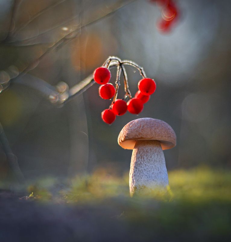 осень, боровик, природа, грибы *** фото превью