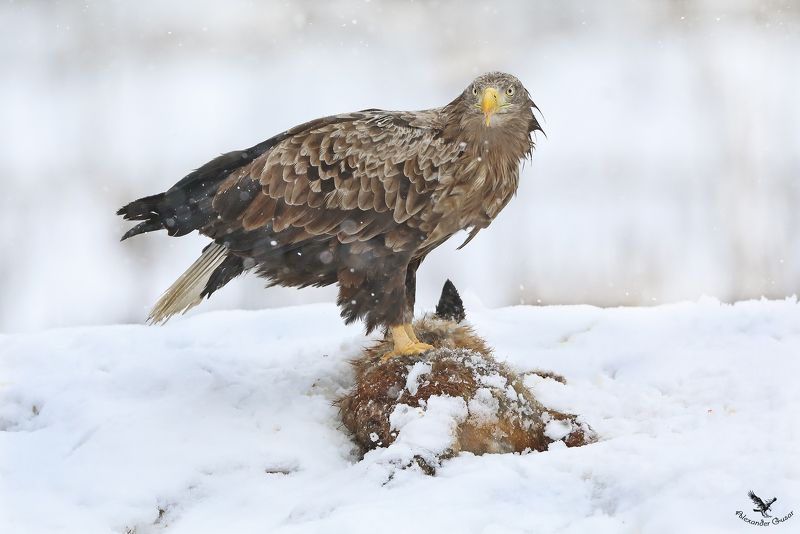 орлан белохвост. Взглядphoto preview