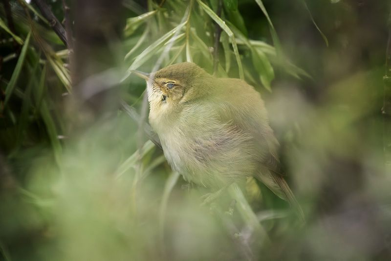 Сладких снов...photo preview