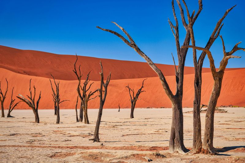 мертвый лесphoto preview