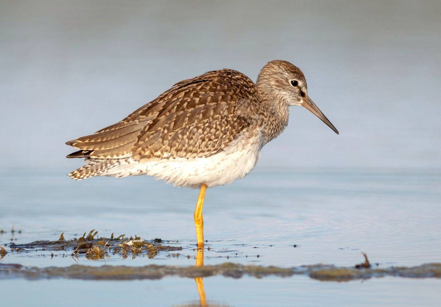 травник, кулик, фотоохота, птица, birds, птицы, хотча, Павел Краснослободцев