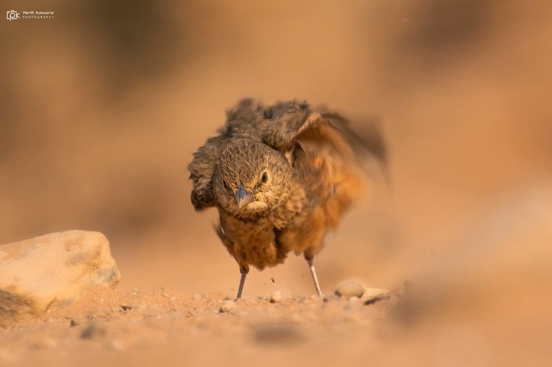 rufous-tailed lark, ammomanes phoenicura, grk, greater rann of kutch, nature, 35awards, 35photo, wildlife, birds, birds of india, parth kansara, parth kansara wildlife, indian wildlife, photo, photography, kutch, birds of kutch, nakhatrana, kutch wildlife Rufous-tailed Lark (Ammomanes phoenicura)photo preview