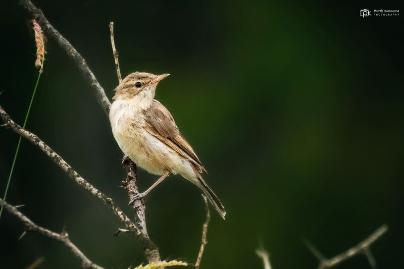 booted warbler, iduna caligata, grk, greater rann of kutch, nature, 35awards, 35photo, wildlife, birds, birds of india, parth kansara, parth kansara wildlife, indian wildlife, photo, photography, kutch, birds of kutch, nakhatrana, kutch wildlife, Booted Warbler (Iduna caligata)photo preview