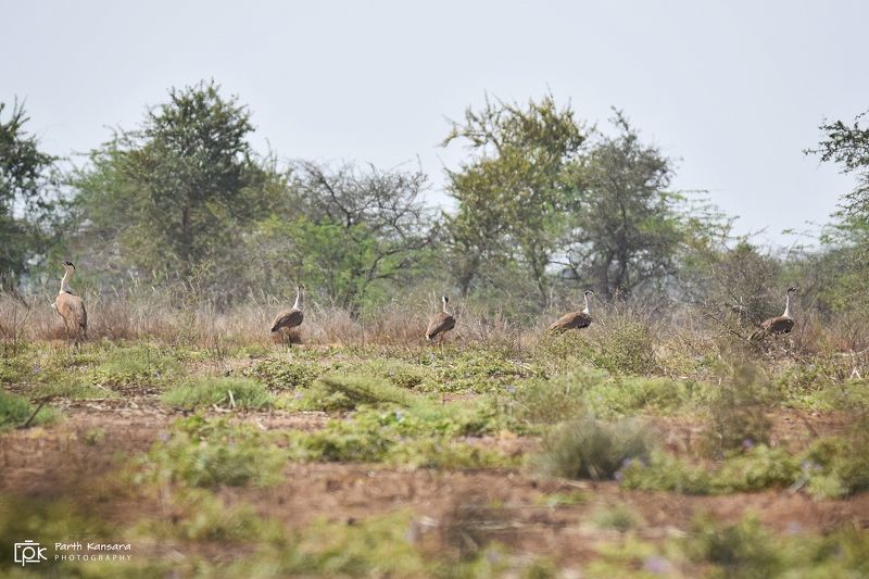 great indian bustard, ardeotis nigriceps, grk, greater rann of kutch, nature, 35awards, 35photo, wildlife, birds, birds of india, parth kansara, parth kansara wildlife, indian wildlife, photo, photography, kutch, birds of kutch, nakhatrana, kutch wildlife Great Indian Bustard (Ardeotis nigriceps)photo preview