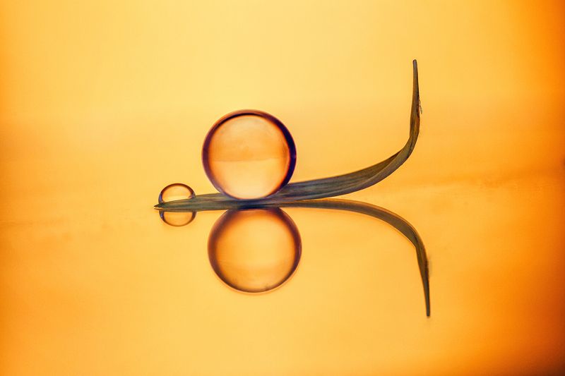 water, drops, macro, colores, plant LITTLE SYMPHONYphoto preview