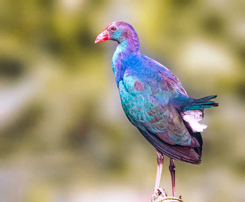 Purple Moorhenphoto preview