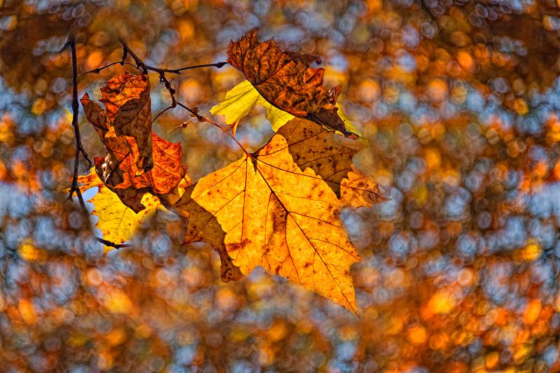 autumn, bokeh,  branches, color, colors, color image, glow, leaf, leaves, light, nature, photography, Autumn Bokehphoto preview