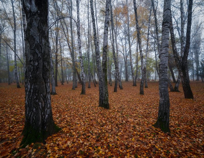 краснодар Осеннее утро фото превью