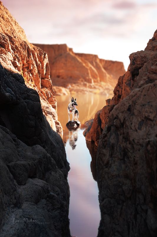 Каньон, собака, пёс, закат Каньон Ошагандыphoto preview