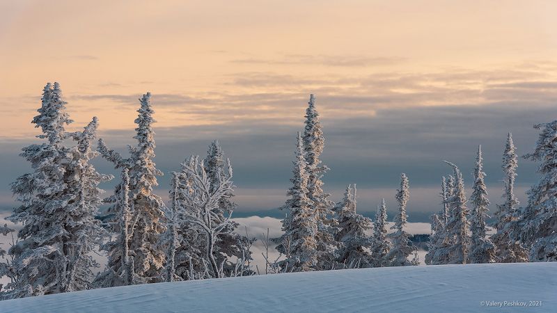 зима, снег, иней, солнце, облака, гора зелёная, шерегеш, горная шория, сибирь Над облаками фото превью