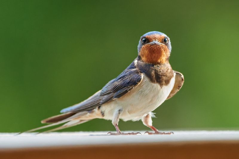 #bird #wildlife #nature #birdphotography Головастикphoto preview