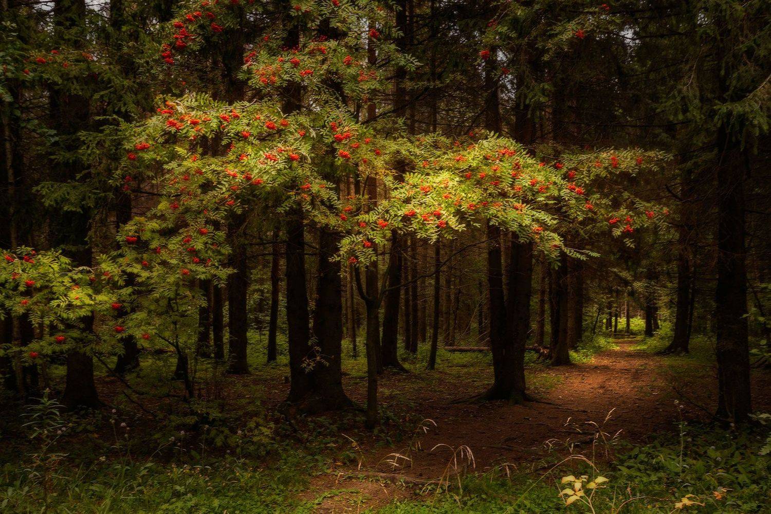 осень, дорога, лес, свет, рябина, тропа, пейзаж, природа,  Ольга