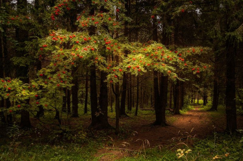 осень, дорога, лес, свет, рябина, тропа, пейзаж, природа photo preview