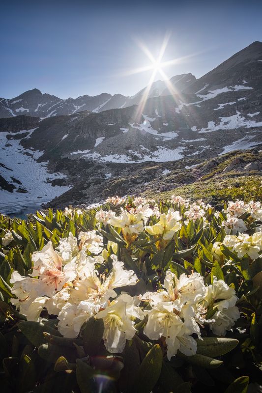 кавказ, горы, дуккинские озера, весна, закат, рододендрон, кчр, архыз, пейзаж, природа, кавказские горы Наедине с горамиphoto preview