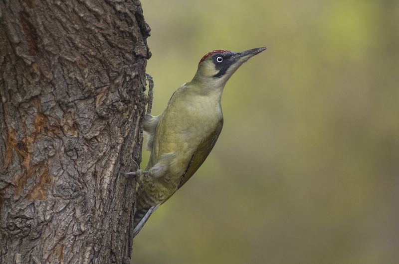 Зеленый дятелphoto preview