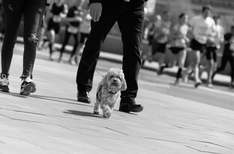 чб фото, спорт, городские картинки, собака, уличное фото, московский полумарафон Городские картинки фото превью