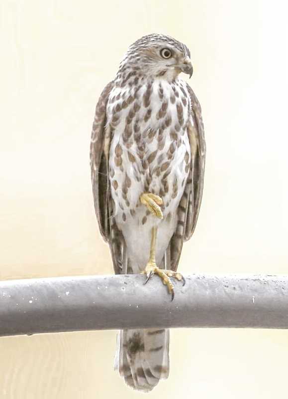 Shikra - Juvenile photo preview