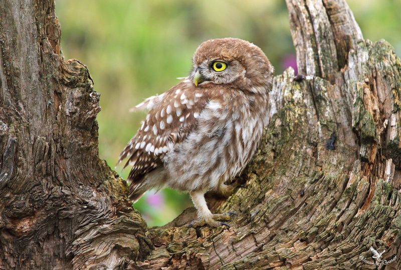 Домовой сычик.photo preview