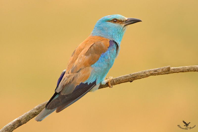 Сизоворонка.photo preview