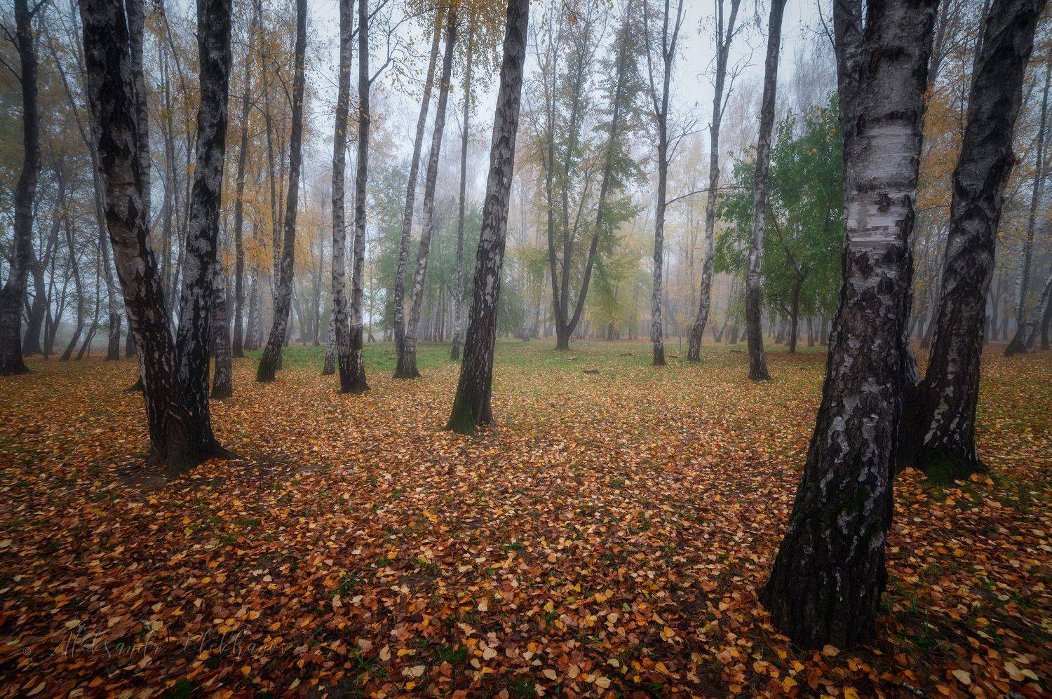 Просто осень. Автор: Александр Плеханов краснодар, Александр Плеханов