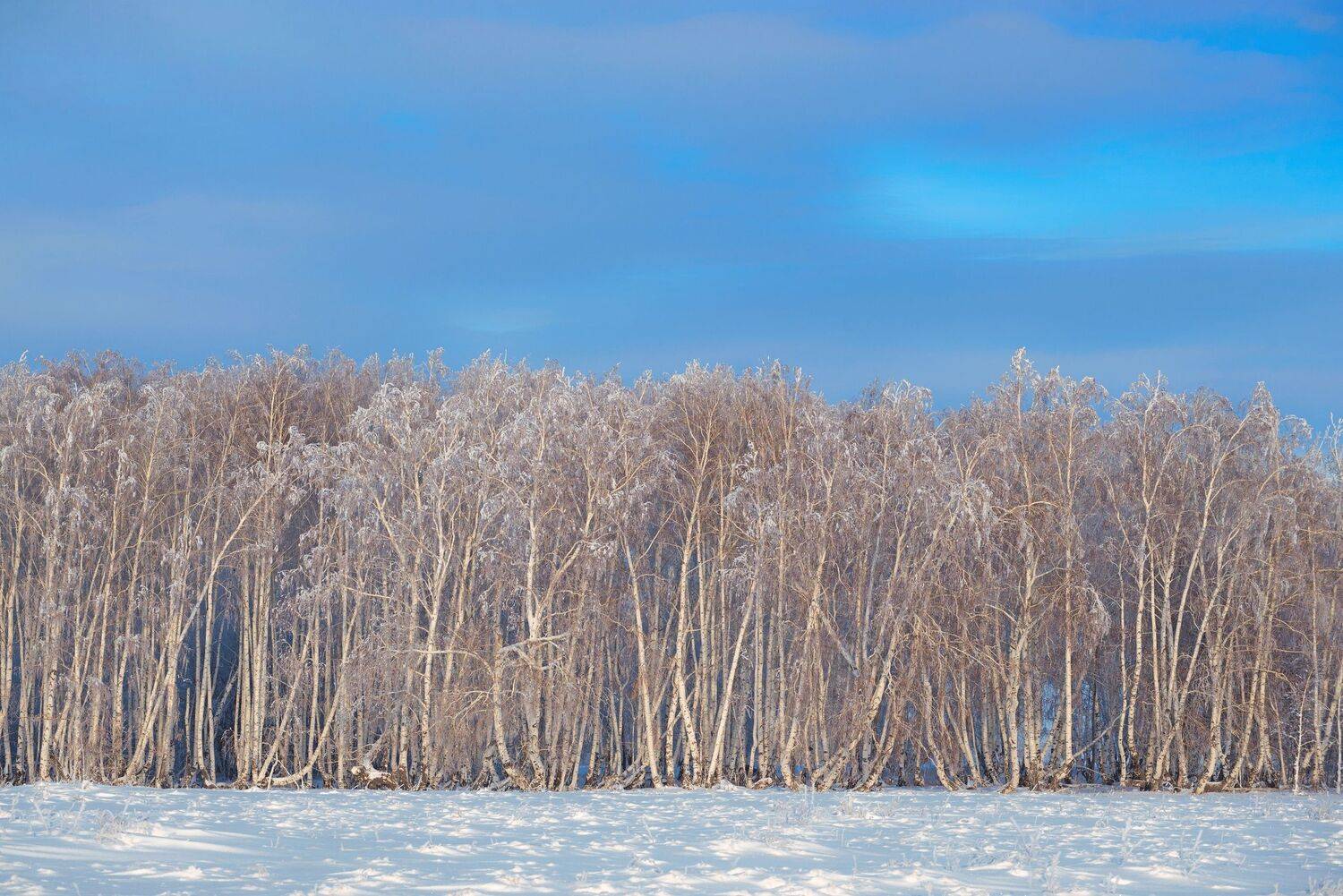 Автор: Антонов Антон , Антонов Антон
