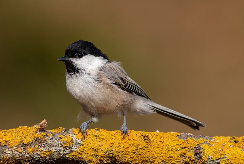 Синица, птица, фотоохота, буроголовая гаичка, птицы, birds Буроголовая гаичкаphoto preview