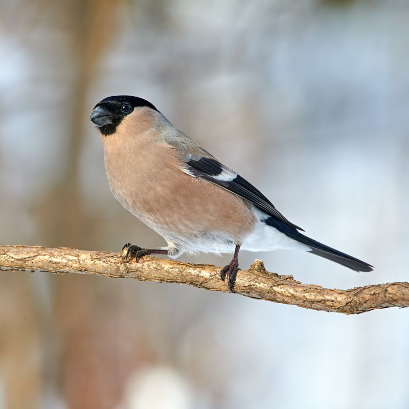 #bird #wildlife #nature #birdphotography Снегирьphoto preview