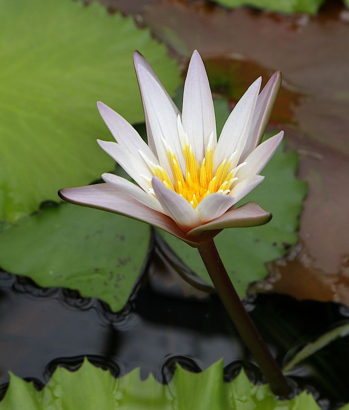 nymphea кувшинка Nymphea minuta фото превью