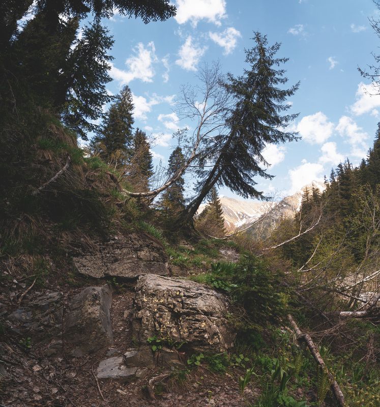 landscape, arkhyz, nature, forest, pine, trees, caucasus, spring, Пхия.photo preview