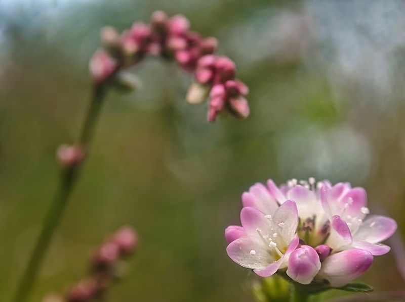 #xiaomi  #mobilephotography #macro #flower Pinksphoto preview