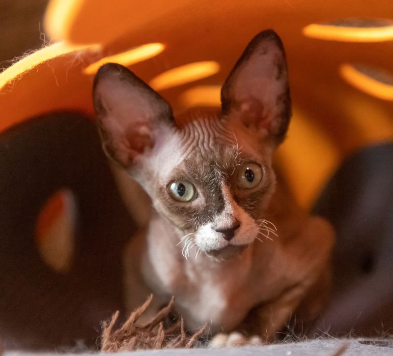 кот, сфинкс Шкиперphoto preview