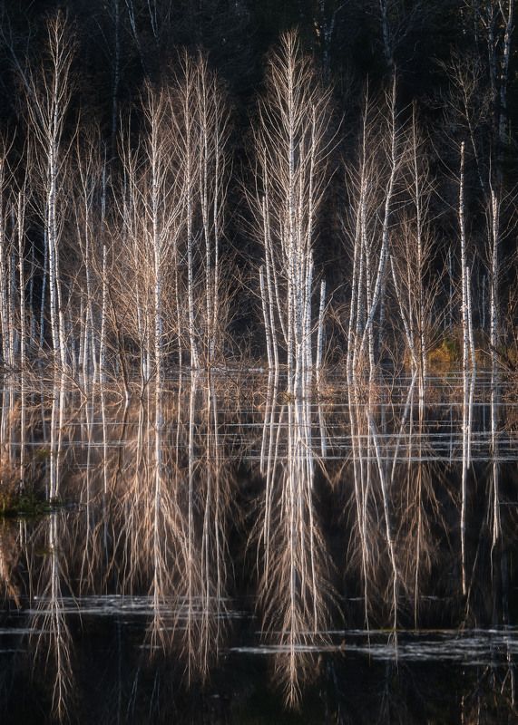 Осенние березки… Autumn birches…photo preview