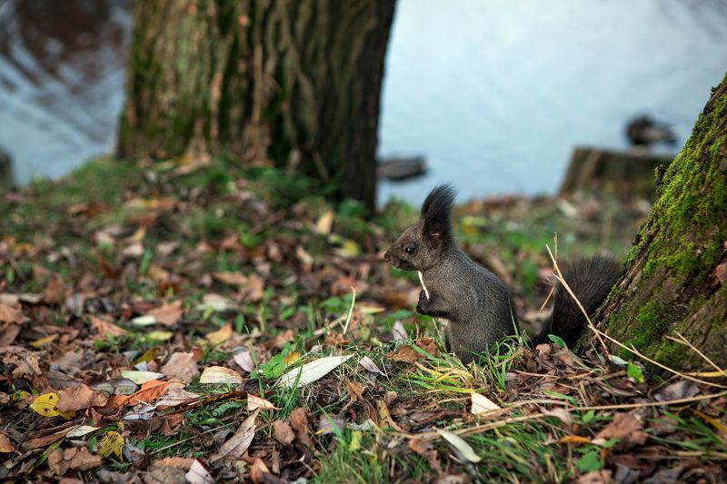 Черная белкаphoto preview