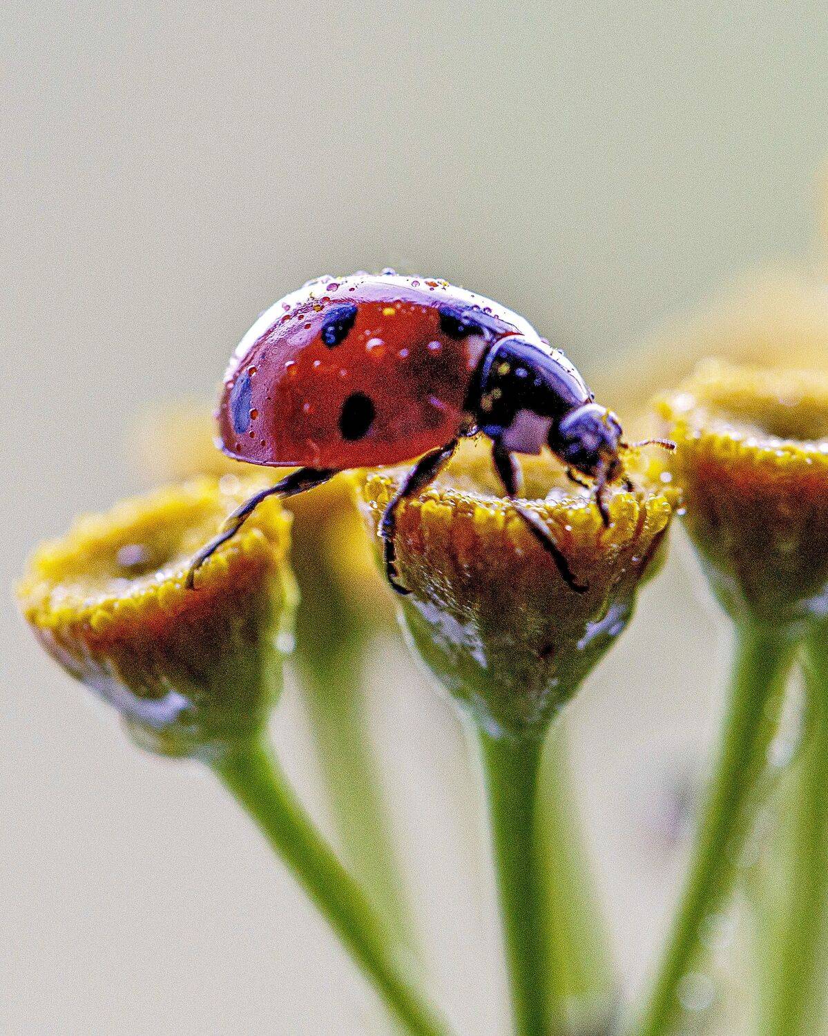 Автор: Minyapol , Minyapol