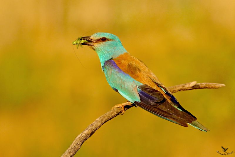 сизоворонка. На закатеphoto preview