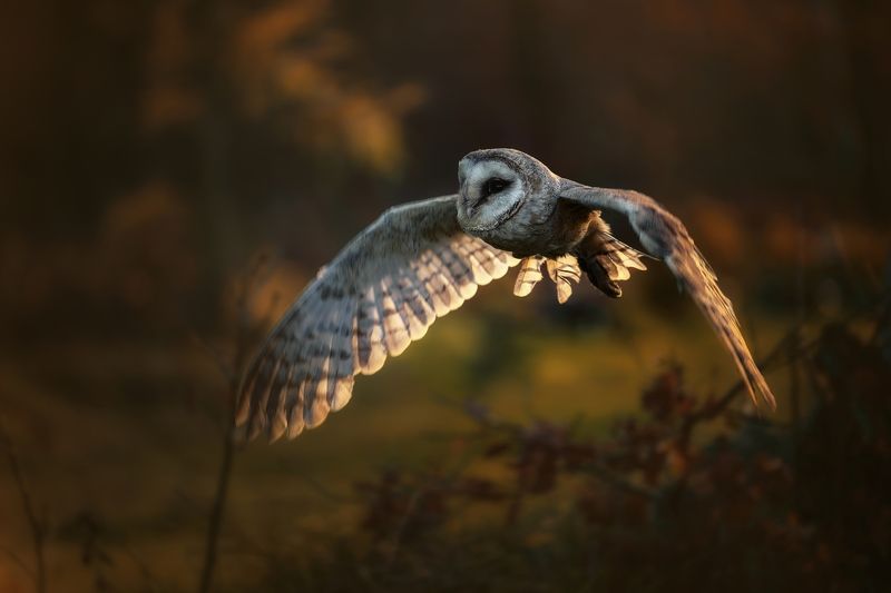 bird, sunset, barn owl, autunm Autumn sunsetphoto preview