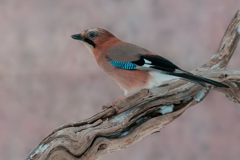 birds, jay, wildlife, птицы, сойка, снег Сойкаphoto preview
