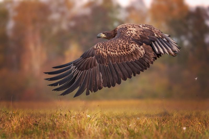 Орлан-белохвост....photo preview