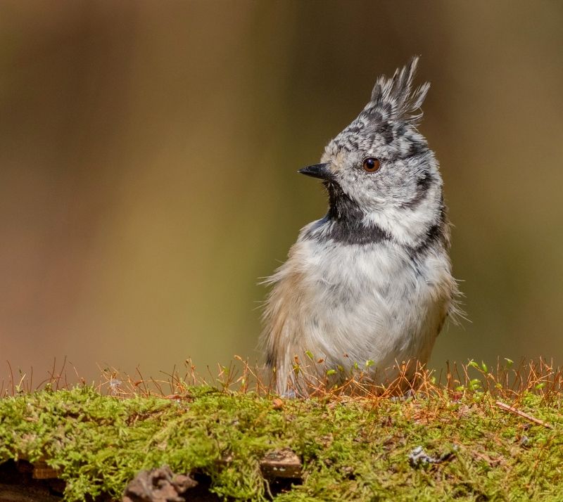 синица, гренадёрка, птица, фотоохота, birds, птицы, wildlife, nature, хохлатая синица, Гренадеркаphoto preview