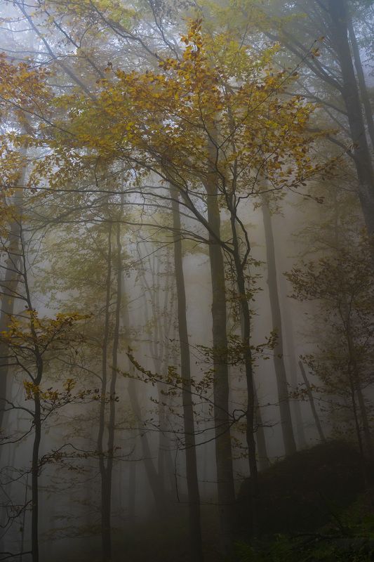 landcape autumn nature  landscape The colors of Autumnphoto preview