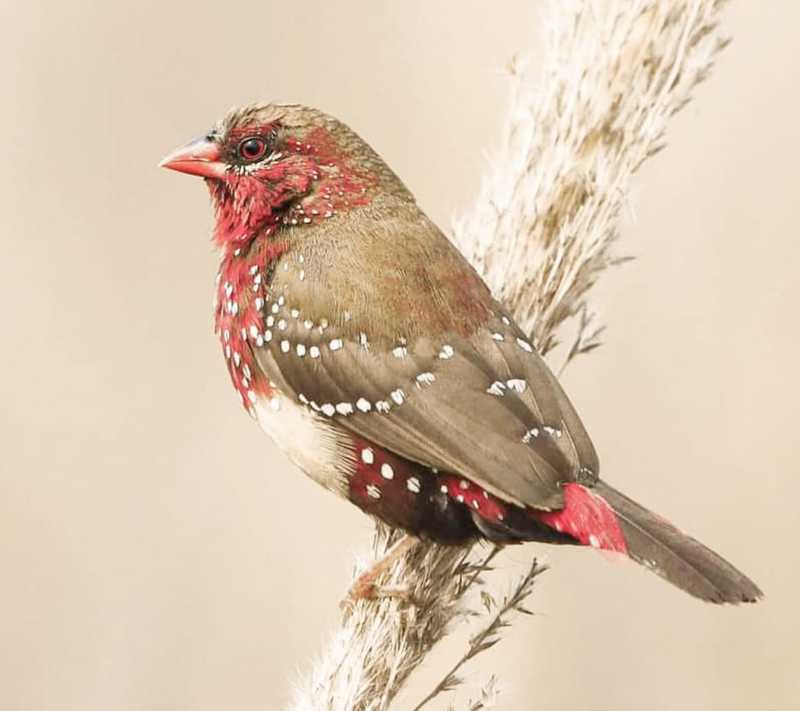 Red Avadavatphoto preview