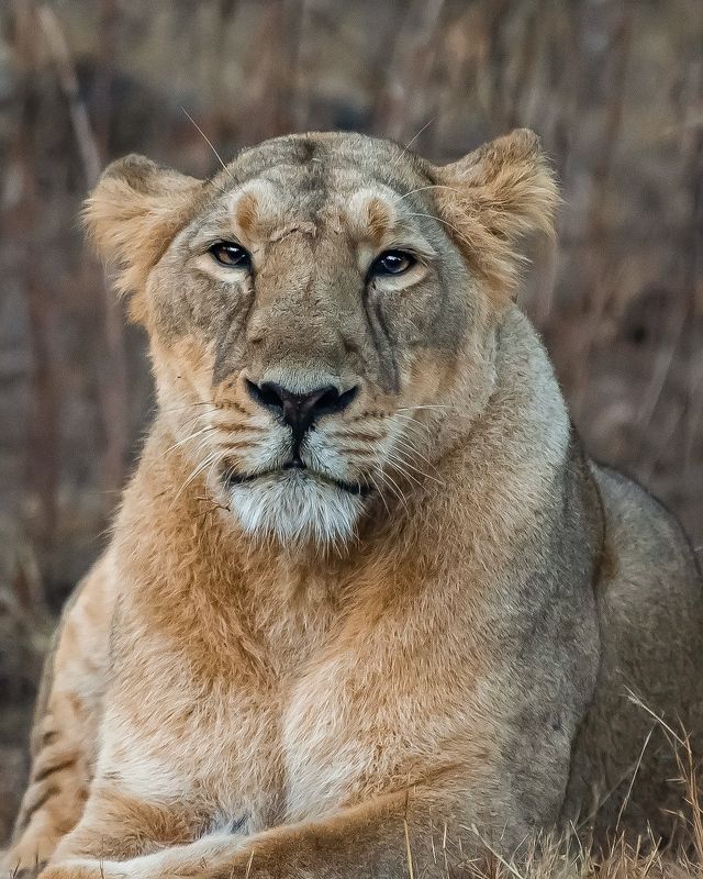 Wildlife Photographyphoto preview