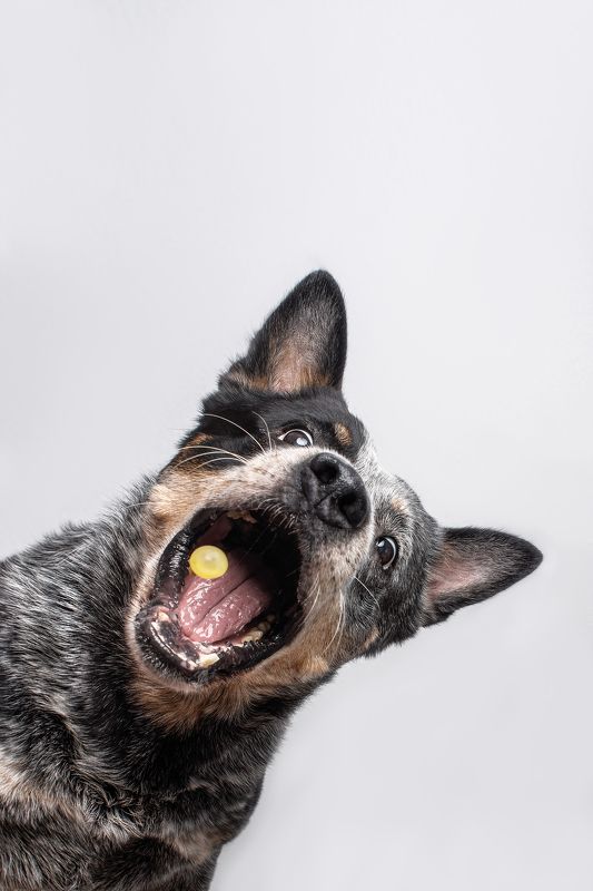 Австралийский хилерphoto preview